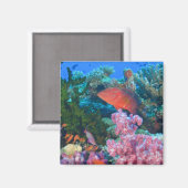 Aimant éducation Pseudanthias (Pseudanthias (Recto/Verso)