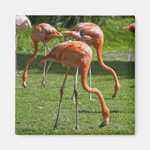 Aimant Effet de dessin de portrait de flamant rose Art