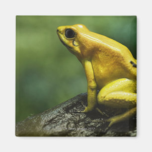 Aimant également connu en tant que grenouille d'or de