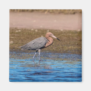 Aimant Egret rouge sur North Beach