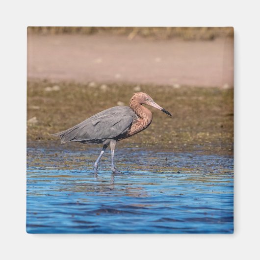 Aimant Egret rouge sur North Beach (Devant)