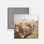 Aimant Egypte, Le Caire. Repose des chameaux (Recto/Verso)