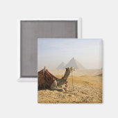 Aimant Egypte, Le Caire. Un chameau solitaire (Recto/Verso)