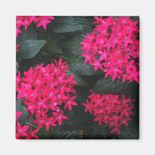 Aimant égyptien de groupe d'étoile