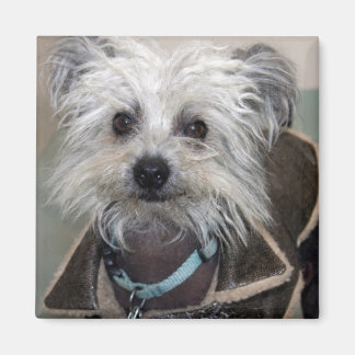 Aimant Einstein le chien