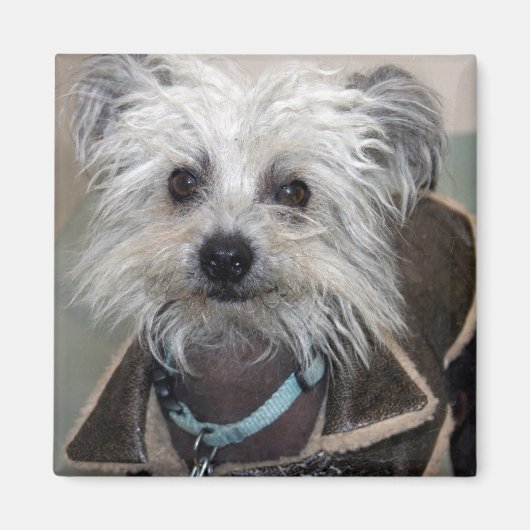 Aimant Einstein le chien (Devant)