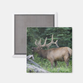 Aimant Élan bugling dans le parc national de Banff, Canad (Recto/Verso)