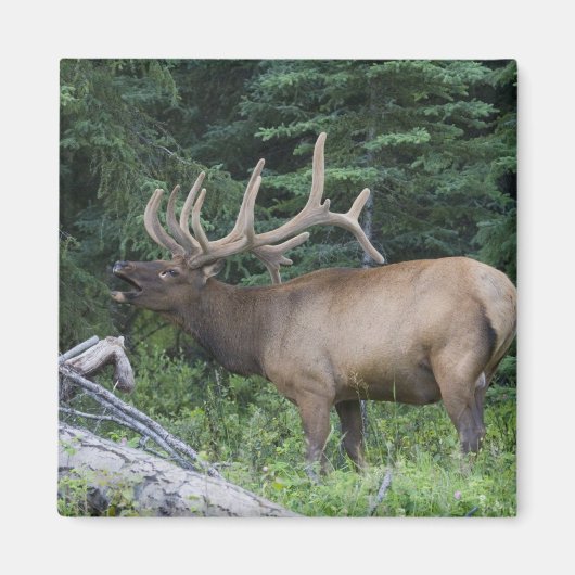 Aimant Élan bugling dans le parc national de Banff, Canad (Devant)