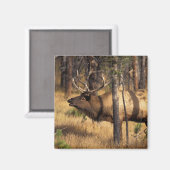 Aimant élan, Cervus elaphus, taureau claironne dans un br (Recto/Verso)