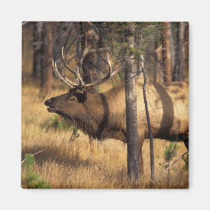Aimant élan, Cervus elaphus, taureau claironne dans un br