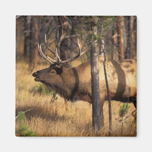 Aimant élan, Cervus elaphus, taureau claironne dans un br (Devant)