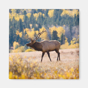 Aimant Élan dans le parc national de Rocky Mountain, Colo