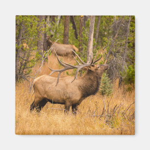 Aimant Élan mâle Parc national de Rocky Mountain, Color