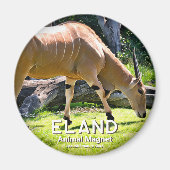 Aimant Eland (Devant)