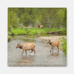 Aimant Élans traversant le fleuve Colorado