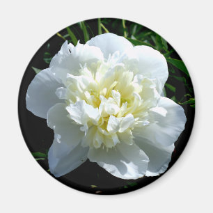 Aimant Elégant blanc peony floral blanc photo