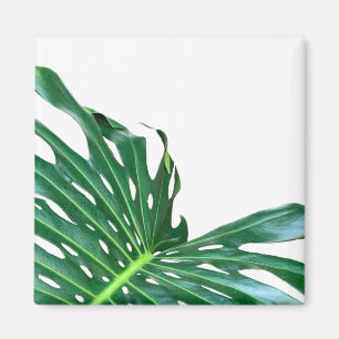 Aimant Elégante feuille de palmier tropicale jungle tropi