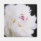 Aimant Elégante Peine Blanche Avec Violet (Devant)