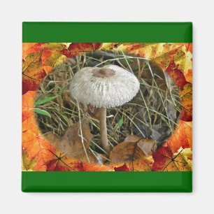 Aimant Éléments de coordination du champignon de parasol
