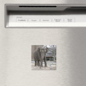 Aimant ÉLÉPHANT (In Situ (Lave-vaisselle))