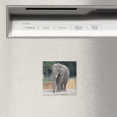 Aimant Eléphant (In Situ (Lave-vaisselle))