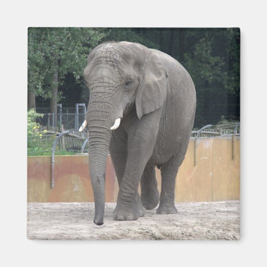 Aimant Eléphant (Devant)