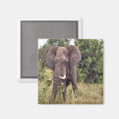 Aimant Eléphant (Recto/Verso)