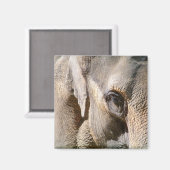 AIMANT ÉLÉPHANT (Recto/Verso)