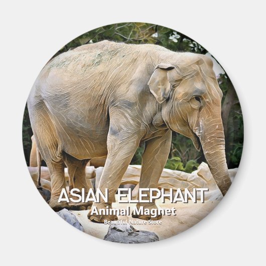 Aimant Eléphant asiatique (Devant)
