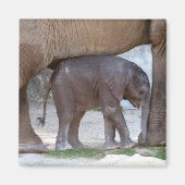 Aimant Eléphant bébé (Devant)
