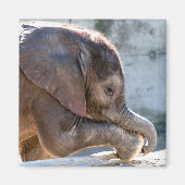 Aimant Eléphant bébé (Devant)