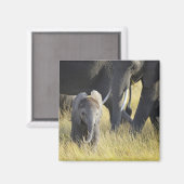 Aimant Eléphant bébé (Recto/Verso)