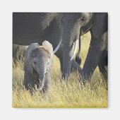 Aimant Eléphant bébé (Devant)