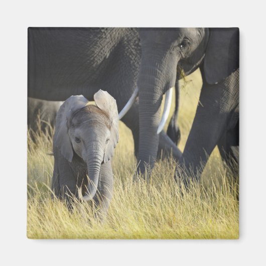 Aimant Eléphant bébé (Devant)