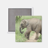 Aimant Éléphant bébé suivant sa mère, Corbett (Recto/Verso)
