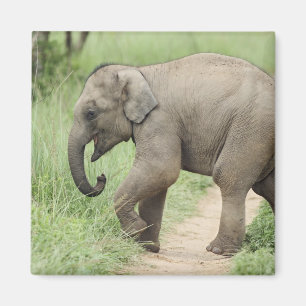 Aimant Éléphant bébé suivant sa mère, Corbett