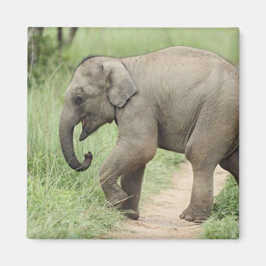Aimant Éléphant bébé suivant sa mère, Corbett (Devant)