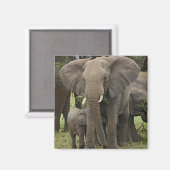 Aimant Éléphant d'Afrique | Troupeau (Recto/Verso)