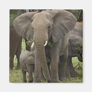Aimant Éléphant d'Afrique   Troupeau