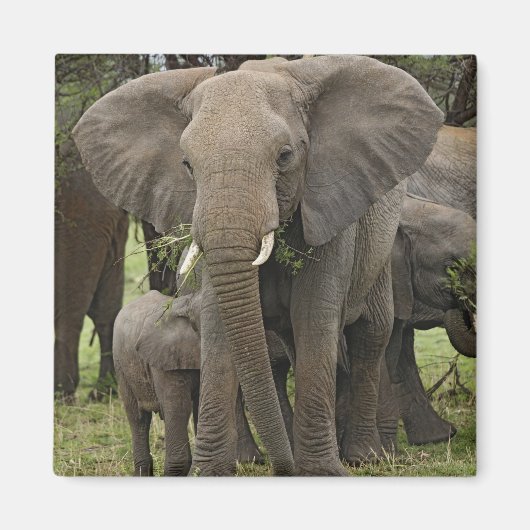Aimant Éléphant d'Afrique | Troupeau (Devant)