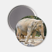 Aimant Éléphant d'Asie (Recto/Verso)