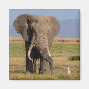 Aimant Éléphant en recherche