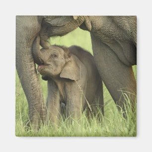 Aimant Eléphant indien / asiatique et jeune, Corbett 2