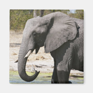 Aimant Éléphant (Loxodonta africana), chenal de Savute