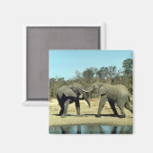 Aimant Eléphants africains combattant (Recto/Verso)