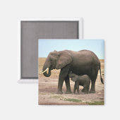 Aimant Eléphants africains - Petite infirmière de veau (Recto/Verso)