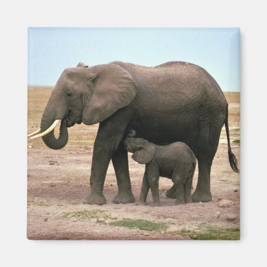 Aimant Eléphants africains - Petite infirmière de veau (Devant)