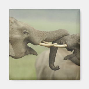 Aimant Éléphants asiatiques indiens jouent à la lutte