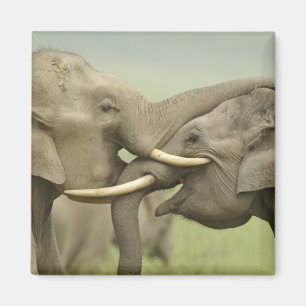 Aimant Éléphants asiatiques indiens jouent à la lutte