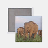 Aimant Éléphants indiens dans la prairie (Recto/Verso)